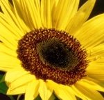 sonnenblume1